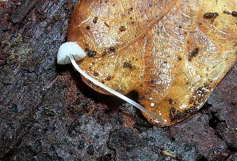 St. Chrischona ( CH )   30. Aprile 2005